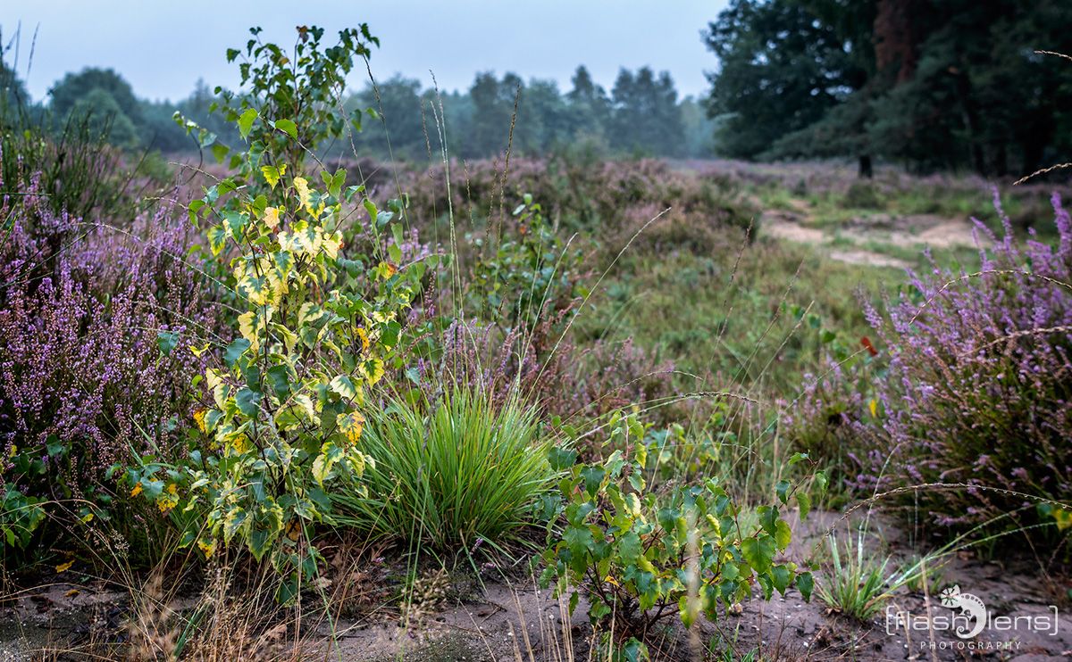 Wahner Heide 062