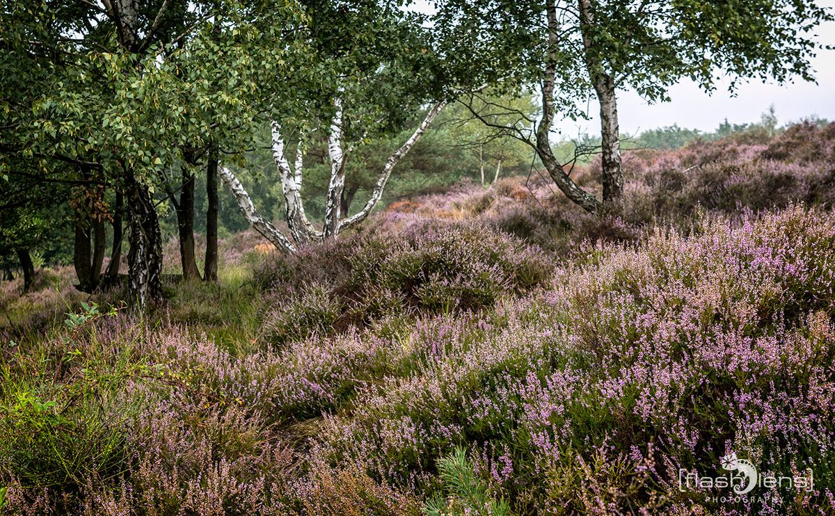 Wahner Heide 063