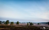 Heide und Totengrund 2017 003