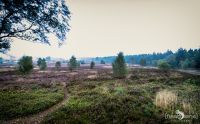 Heide und Totengrund 2017 007