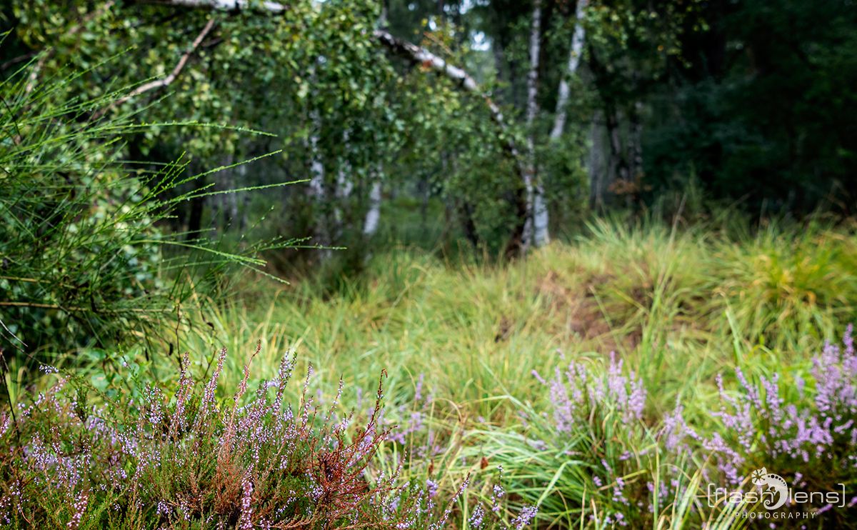 Wahner Heide 066