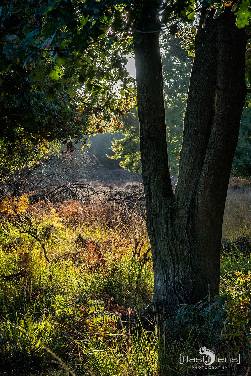 Wahner Heide 077