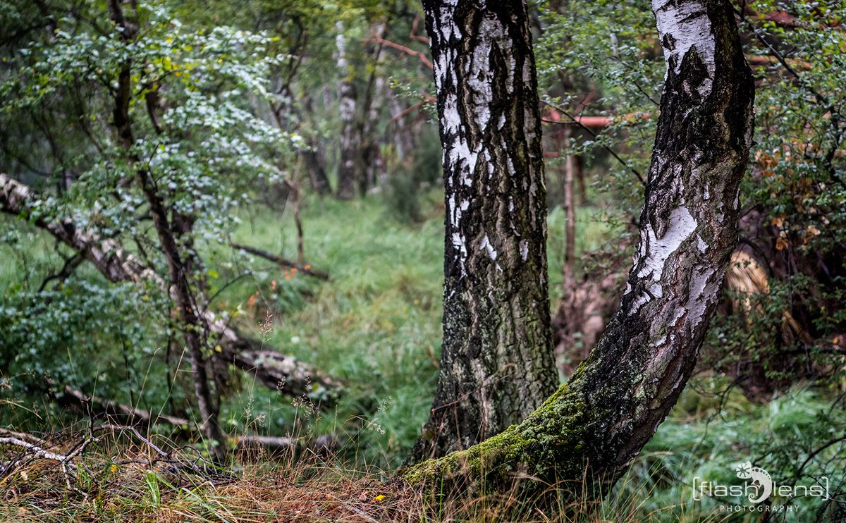 Wahner Heide 082