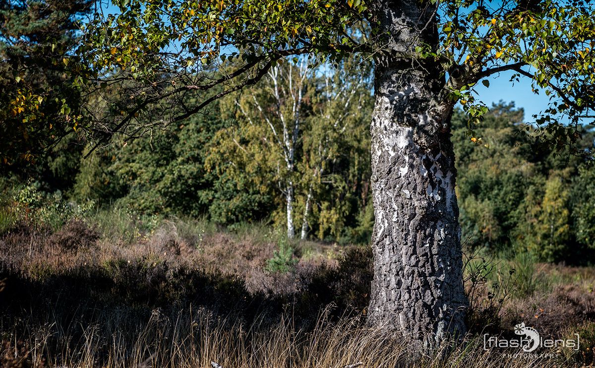Wahner Heide 083