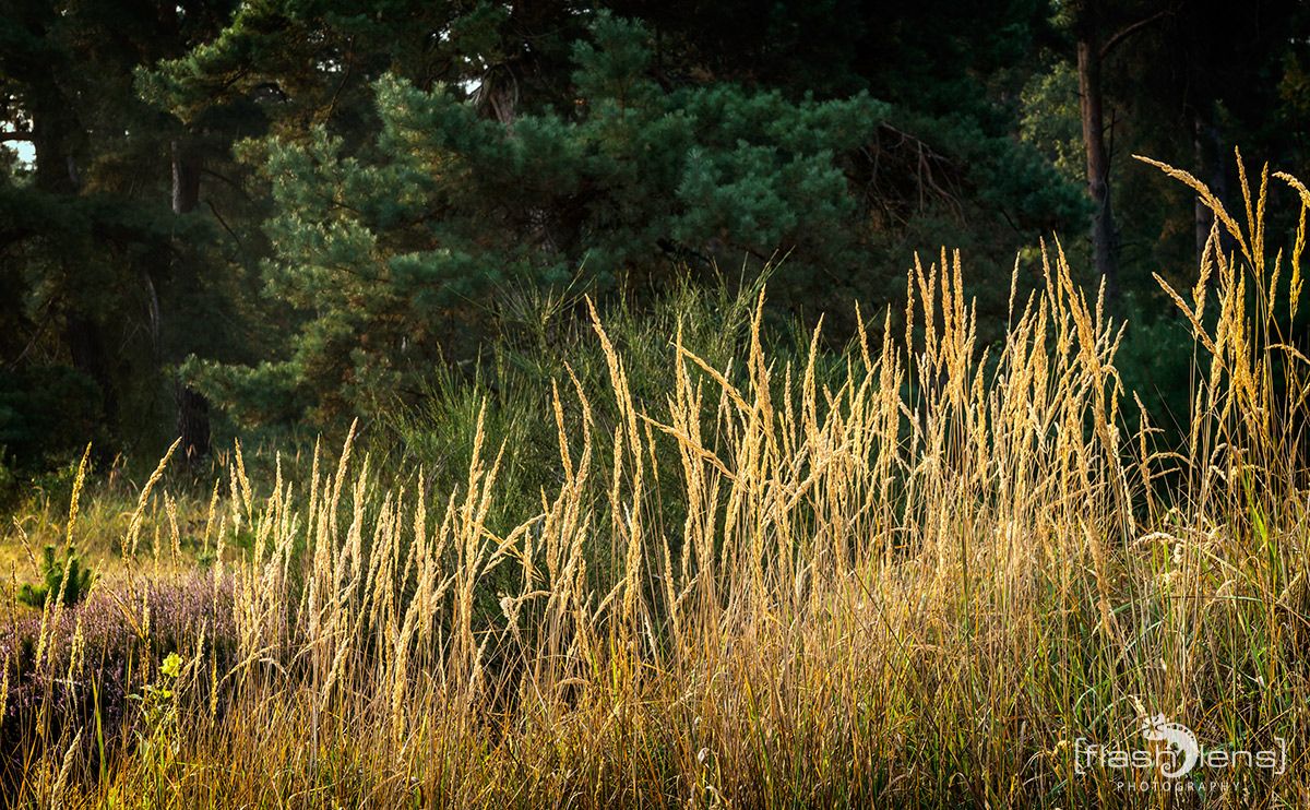 Wahner Heide 096