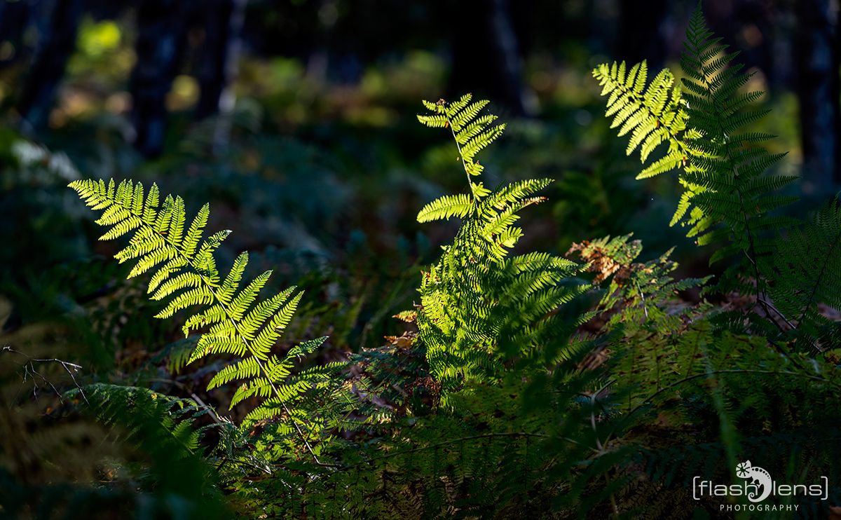 Wahner Heide 098