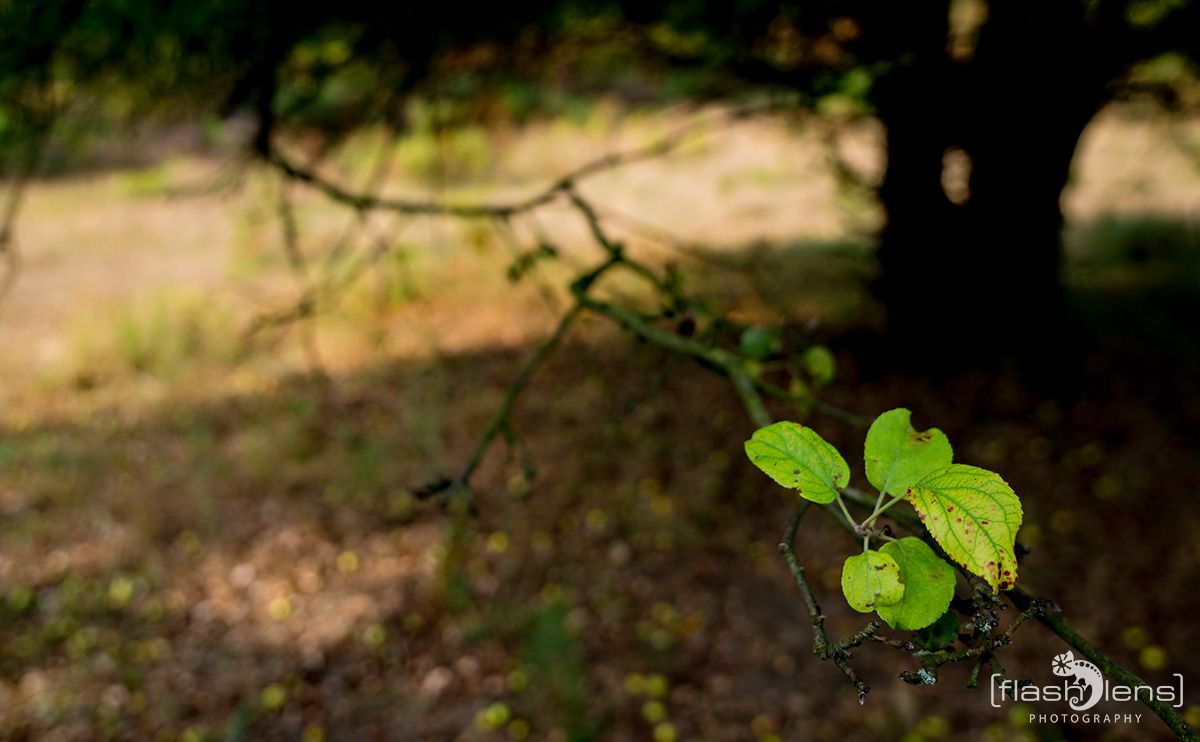 Wahner Heide 108