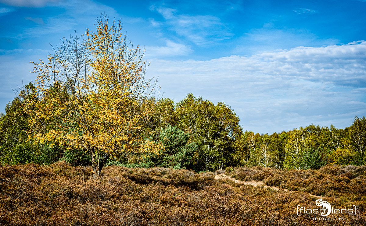 Wahner Heide 124