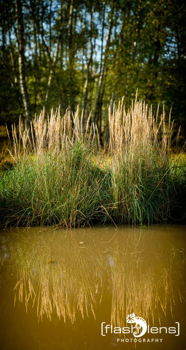 Wahner Heide 129