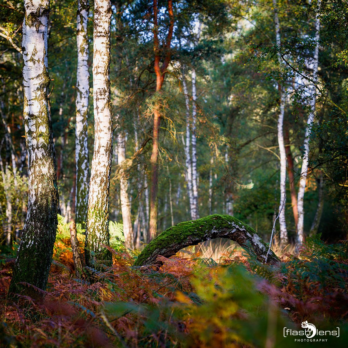 Wahner Heide 131