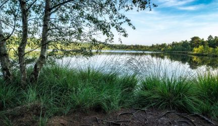 Lüneburger Heide