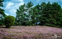 Heide und Totengrund 2017 014