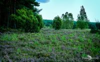 Heide und Totengrund 2017 015