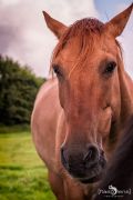 Heide und Totengrund 2017 046