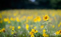 Heide und Totengrund 2017 048