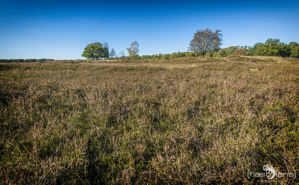 Pietzmoor 025