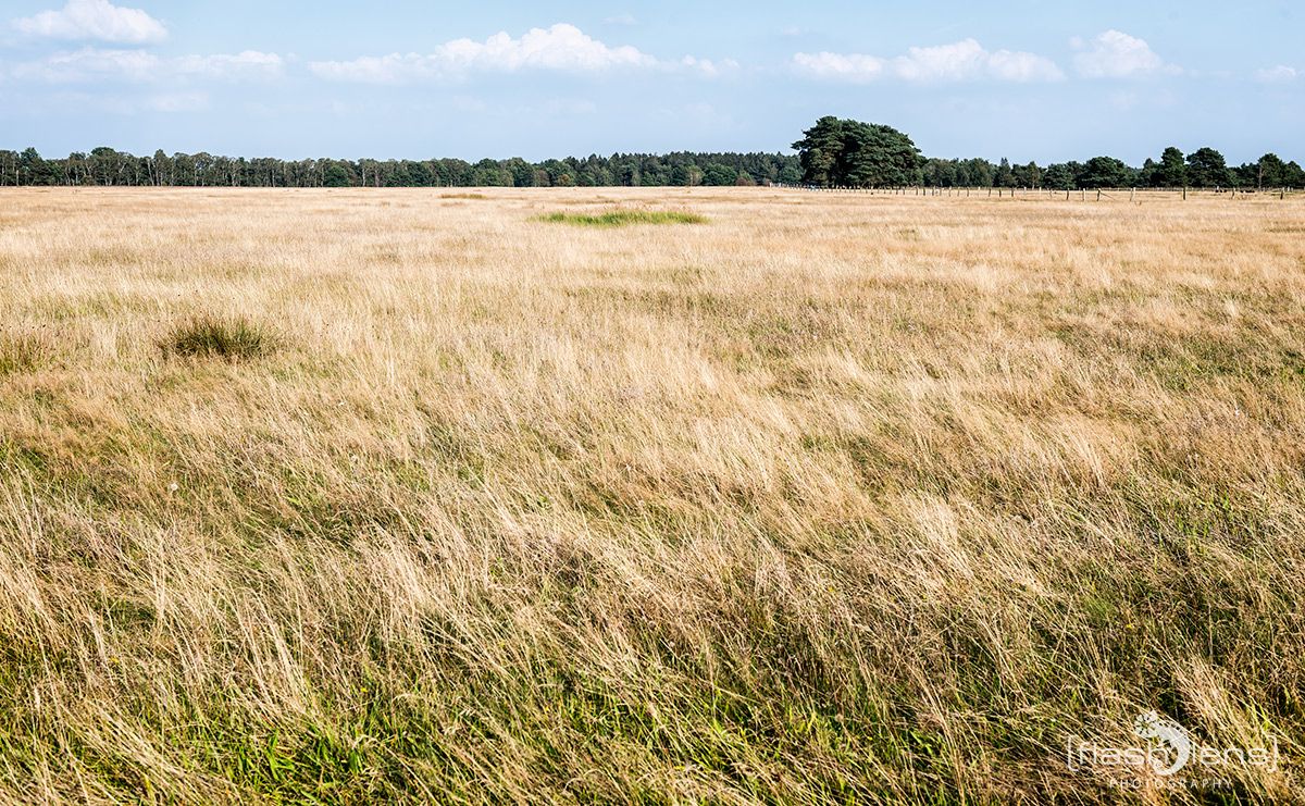 Pietzmoor 026