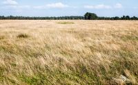 Pietzmoor 026
