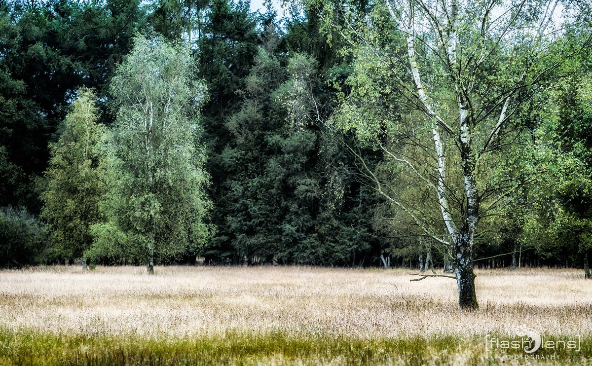 Pietzmoor 029