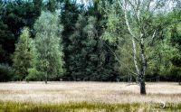 Pietzmoor 029