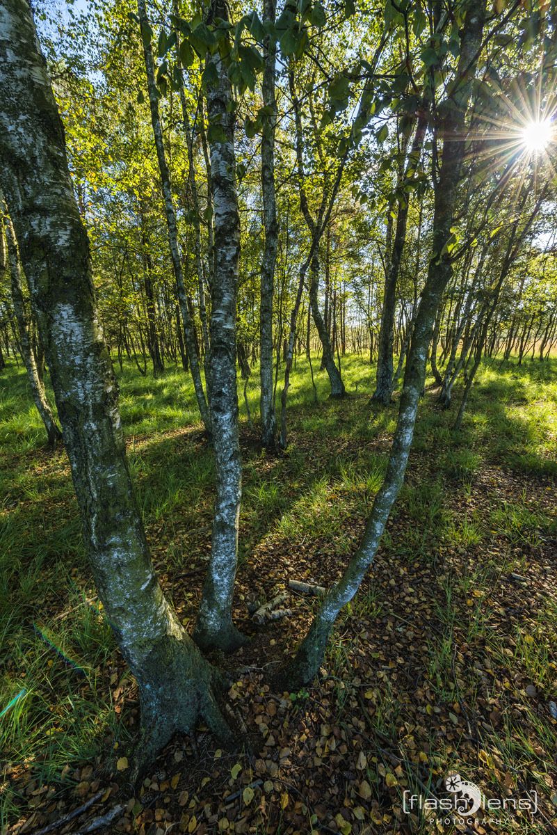 Pietzmoor 034