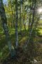 Pietzmoor 034
