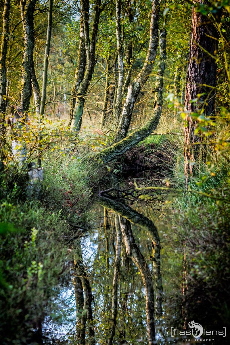 Pietzmoor 035