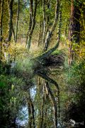 Pietzmoor 035