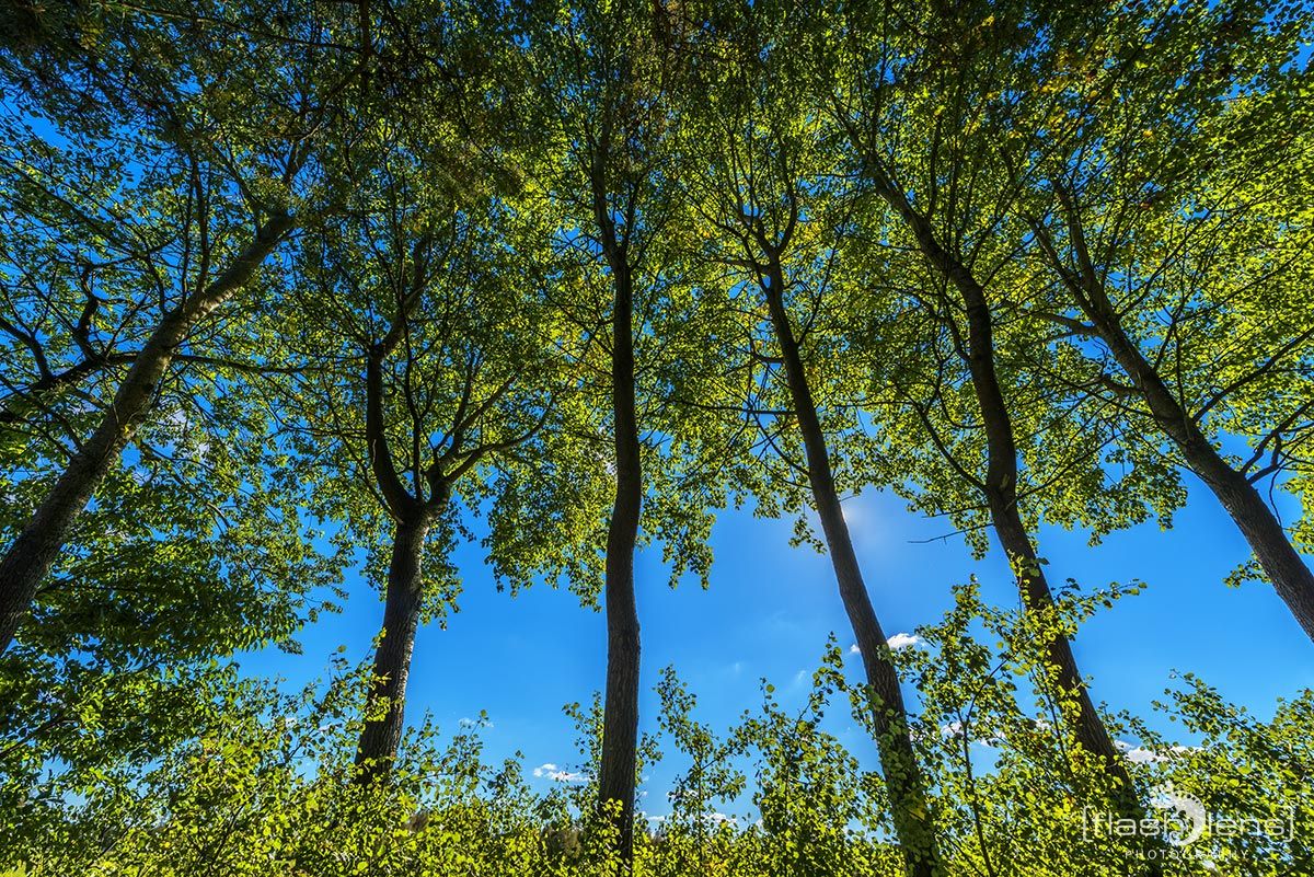 Pietzmoor 037