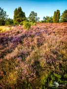 Wilsede 2019 019