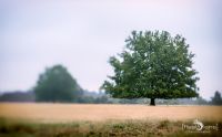 Wilseder Berg 006