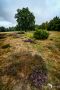 Wilseder Berg 022