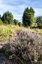 Wilseder Berg 025