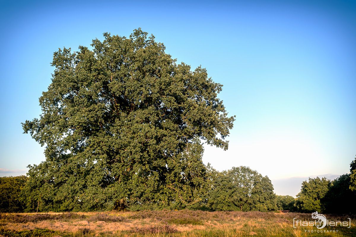Wilseder Berg 034