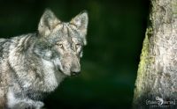 Wolfcenter 001