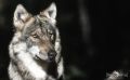 Wolfcenter 002