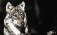 Wolfcenter 002