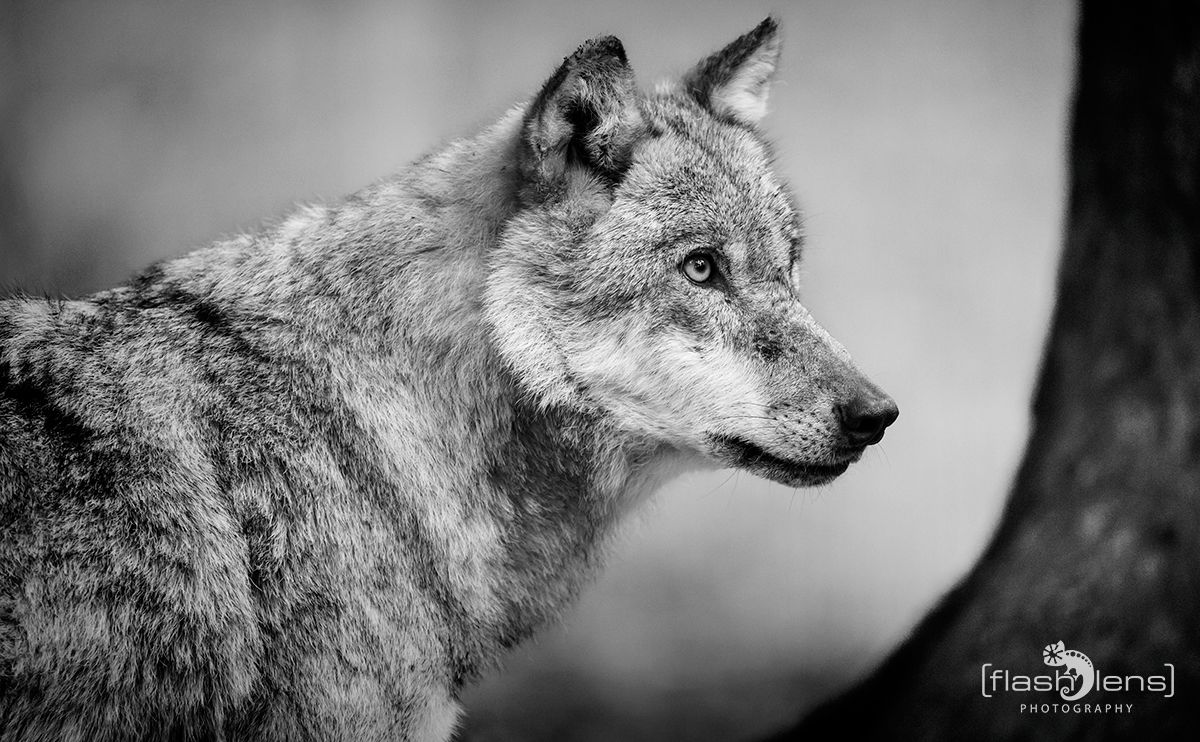 Wolfcenter 003