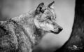 Wolfcenter 003