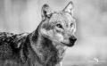 Wolfcenter 004