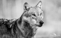 Wolfcenter 004