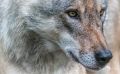 Wolfcenter 005