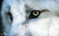 Wolfcenter 006