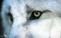 Wolfcenter 006