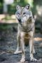 Wolfcenter 008