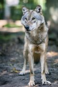 Wolfcenter 008