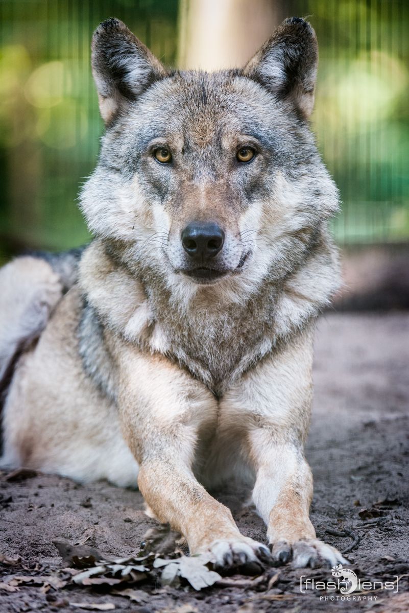 Wolfcenter 009