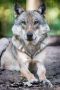 Wolfcenter 009