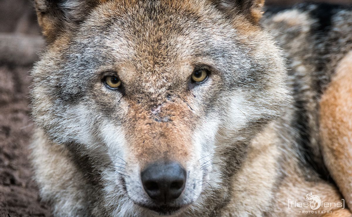 Wolfcenter 010