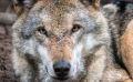 Wolfcenter 010